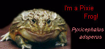 I'm a Pixie Frog!